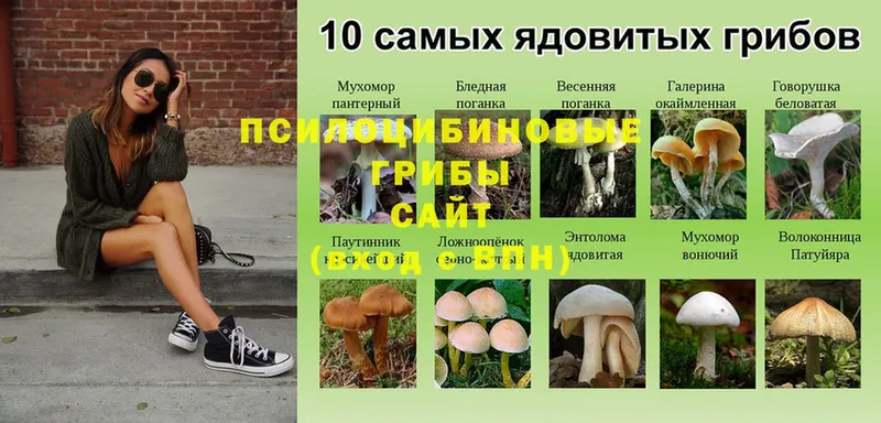 Псилоцибиновые грибы Psilocybe  купить наркотики цена  МЕГА ссылка  Благодарный 